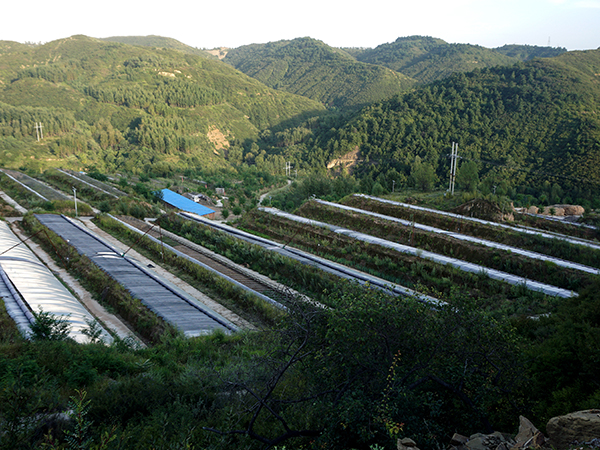 蘆薈基地